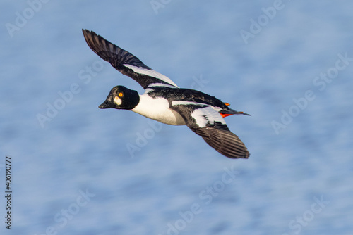 Male Common Goldeneye flying , seen in the wild in a North California marsh photo