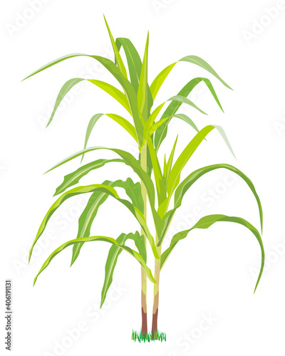 isolated corn plant on white background vector design