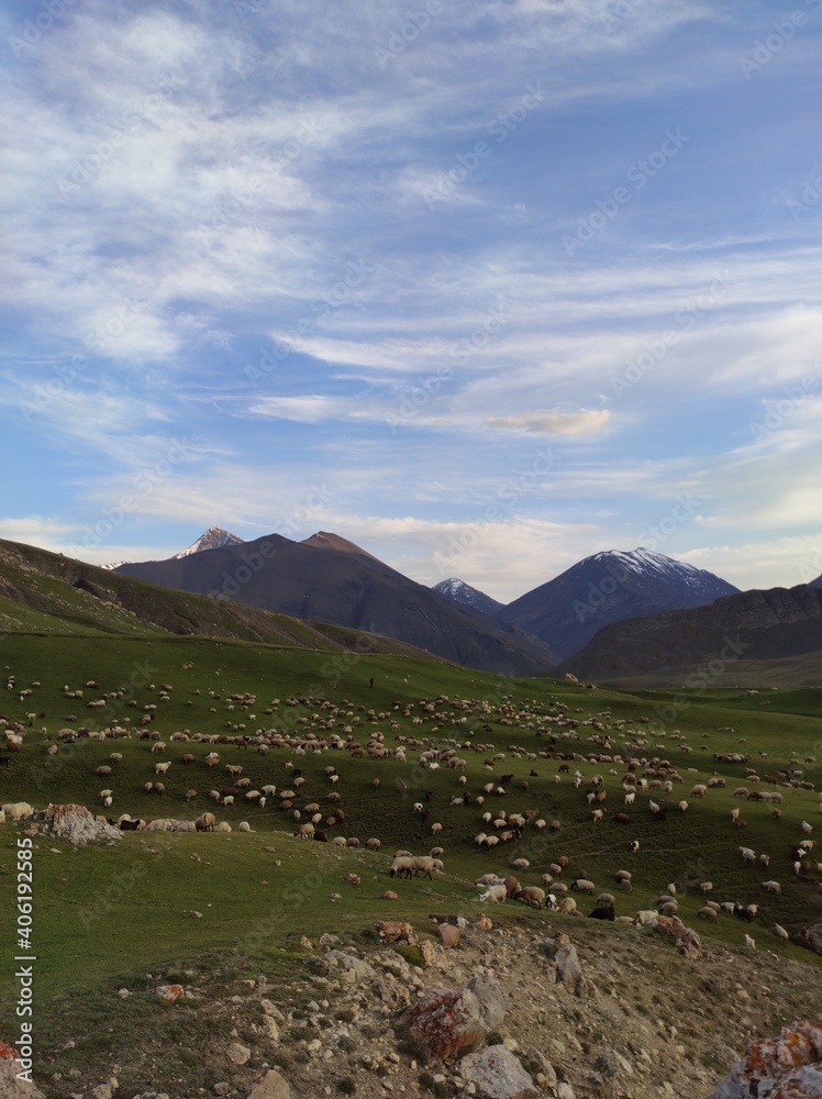 Many Sheep in the field among the Caucasus mountains under the sunny, less cloudy sky