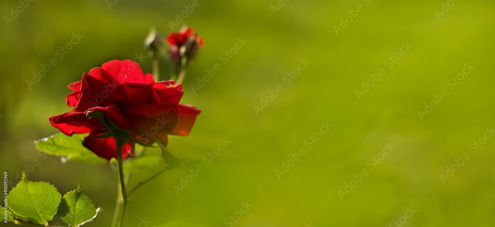 Fototapeta premium Red rose Valentine's day card, web banner on green background