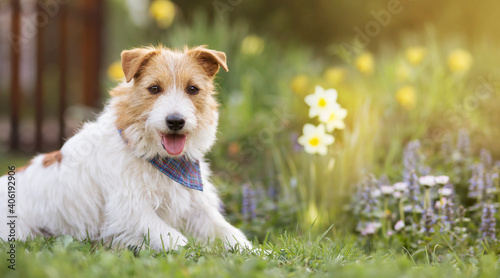 Happy small cute jack russell terrier pet dog puppy smiling in the grass with flowers. Spring, easter, summer concept, web banner.