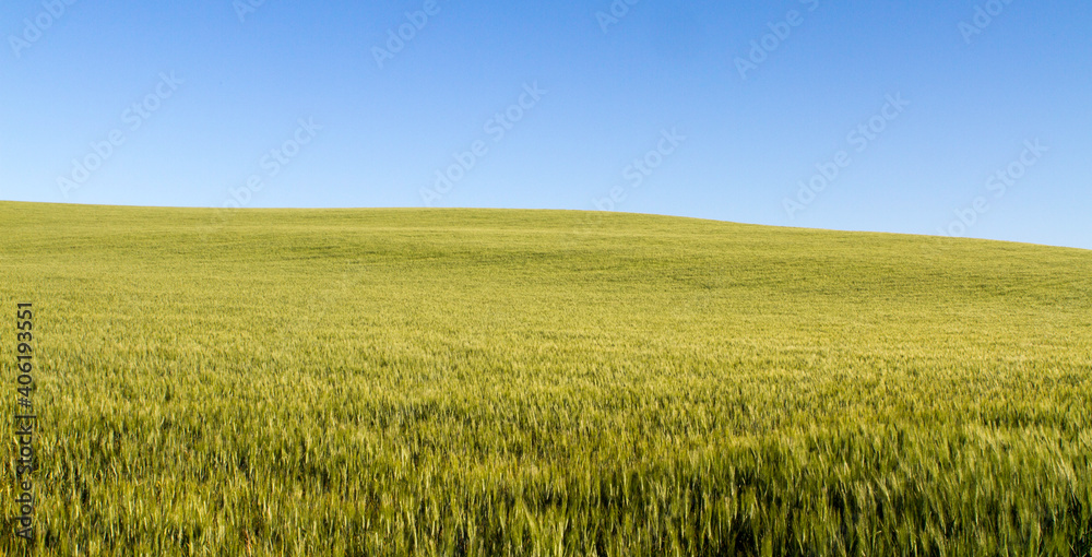 Green wheat landscape under blue sky