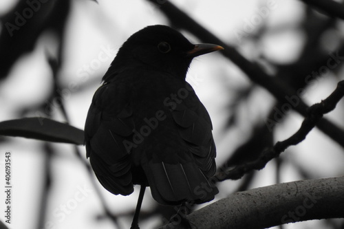 a black bird sits on a tree branch