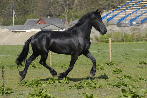 Friesian horse © tayacan90