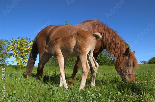 Mare and foal © tayacan90