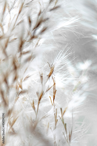 grass and snow