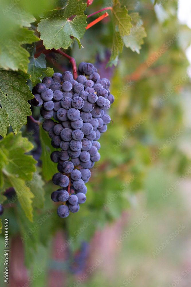 Isolated view of a ripe single violet grape fruit growing in the vineyard