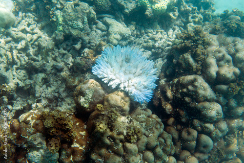 The dramatic coral bleaching