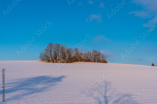 Baumgruppe im Schnee