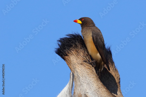 Schilderij op canvas Gelbschnabel-Madenhacker / Yellow-billed oxpecker / Buphagus africanus