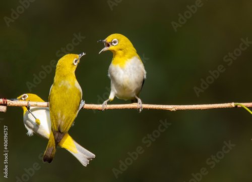 Oriental white eye birds sitting on a small twig in the bushes and waiting for their turn to eat fruits in the outskirts of bangalore
