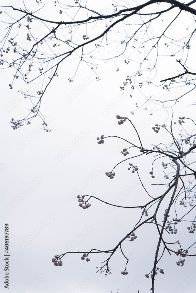 Obraz premium まだまだつぼみの固い公園の桜。