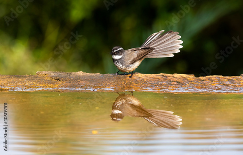 A white-browed fantail flycatcher taking bath in a small bird in the arid jungles on the outskirts of Bangalore photo