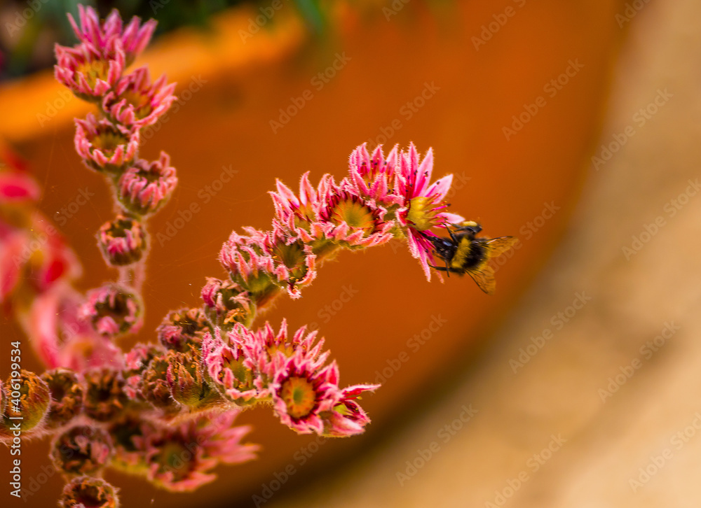 A bumble bee finds pollen in a red succulent flower in a garden in Market Harborough, UK in summertime A bumble bee finds pollen in a red succulent flower in a garden in Market Harborough, UK in summertime