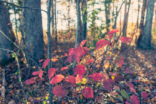 Brilliant red black gum leaves in a  forest in the Fall © Amy Buxton