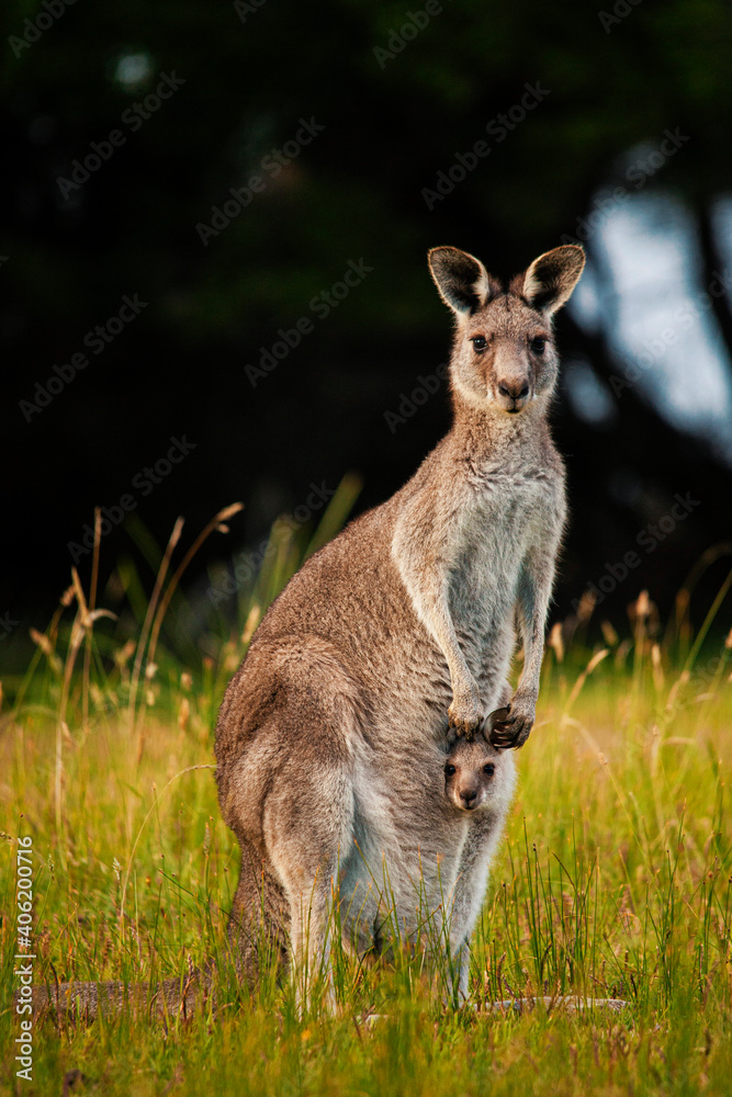 Kangaroo and joey Kangaroo and joey