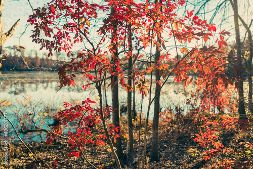 Brilliant red black gum leaves in a  forest beside a lake in the Fall