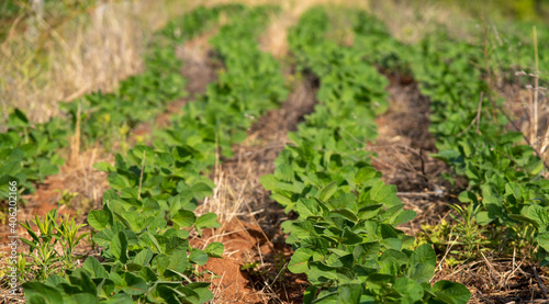 Plantação de soja agrícola em fazenda rural.