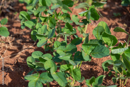 Plantação de soja agrícola em fazenda rural.