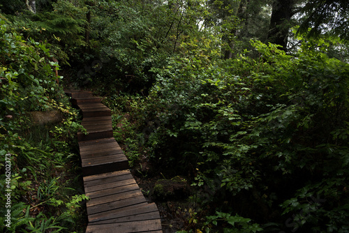 stairway to the forest