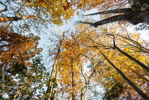wide-angle view of the sky and forest tree tops in autumn 