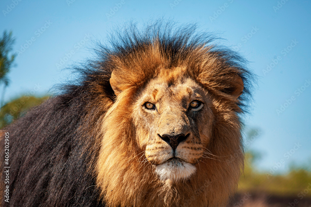 lion