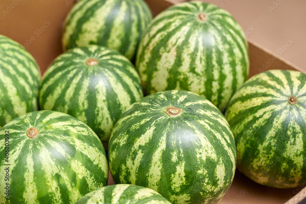 Brazilian mini watermelons in a box, close-up
Brazilian mini watermelons in a box, close-up