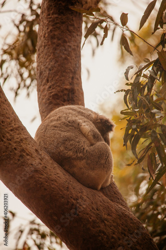 Canvas Print koala