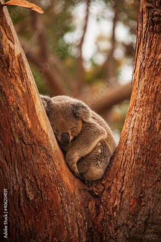 koala photo