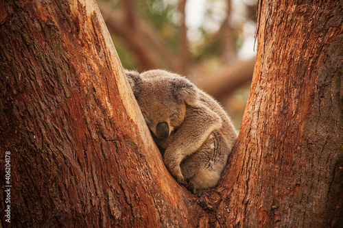 Photography koala