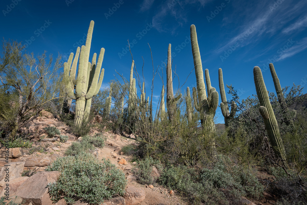 Saguaro Desert