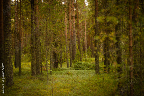 pine forest © Ekaterina