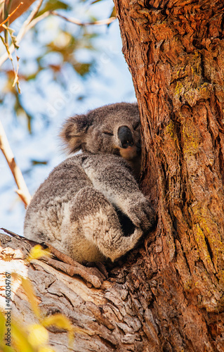 koala