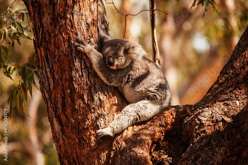 koala photo