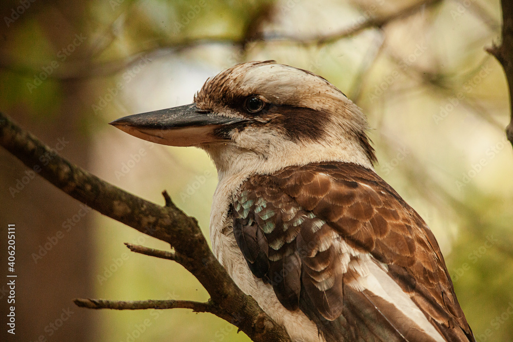 Kookaburra
