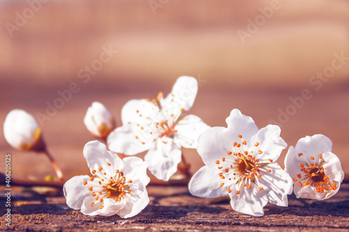 white flowers of fruit tree on the table close up