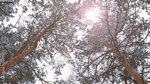 Tall pines or firs in the snow. The camera looks through the trees and rotates.