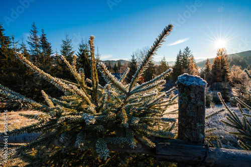 Funny cute Christmas tree sprinkled with white snow on a sunny meadow in the Carpathian mountains