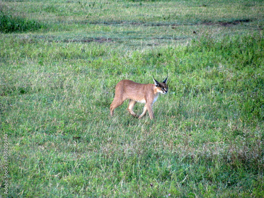 cat Ngorongoro Conservation Area in Tanzania cat Ngorongoro Conservation Area in Tanzania
