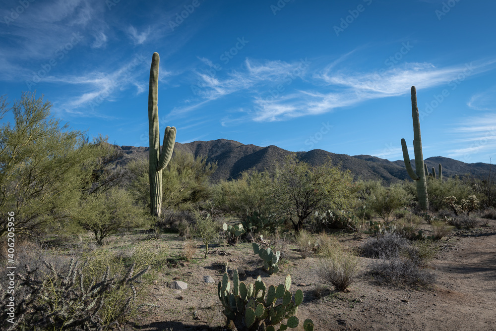 Saguaro Desert