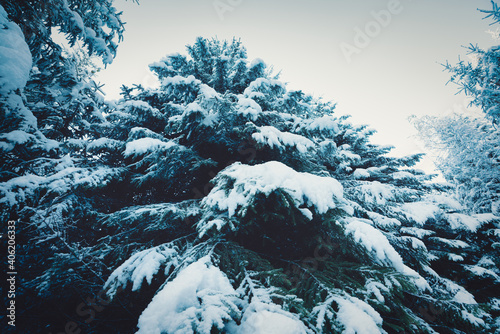 Green and fluffy branches of Christmas trees covered with white fluffy snow in a spruce forest on a beautiful sunny day