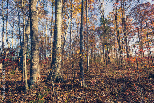 Wide-angle view of autumn in the woods