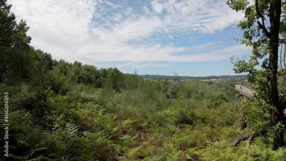 Helechos y árboles en el claro de un bosque con montañas de fondo