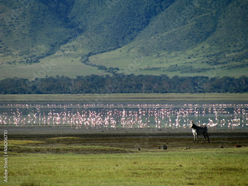 zabra and Flamingo Ngorongoro Conservation Area in Tanzania photo