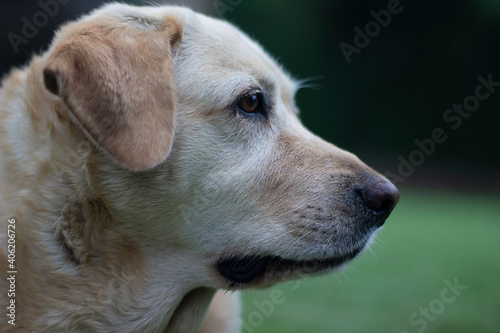 portrait of golden retriever dog