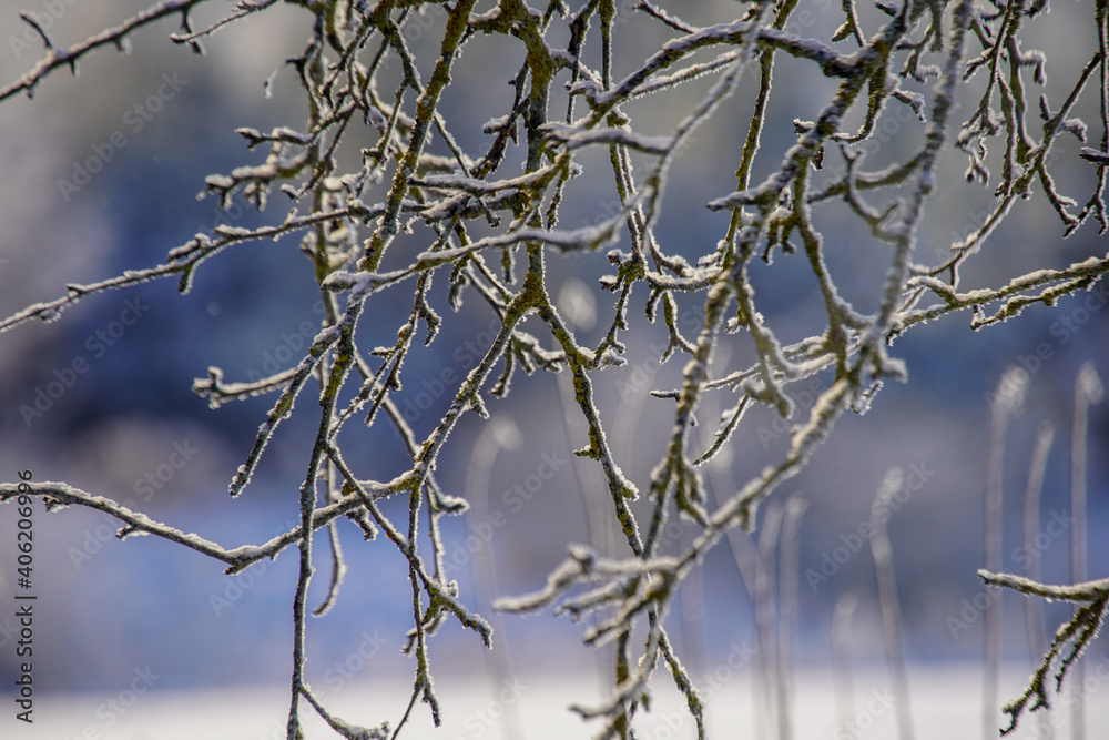 branches of a tree in the snow