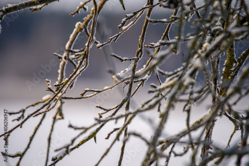 branches of a tree