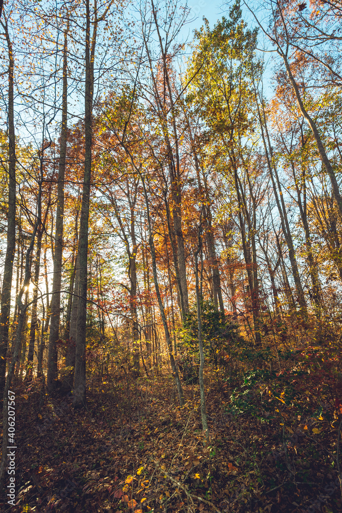 wide-angle view of the sky and forest tree tops in autumn 