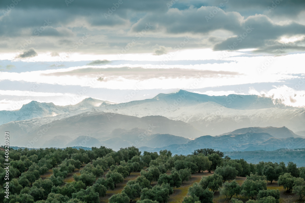 Panoramic view of an olive field in the foreground with Sierra Nevada in Granada (Spain) on a cloudy winter morning Panoramic view of an olive field in the foreground with Sierra Nevada in Granada (Spain) on a cloudy winter morning