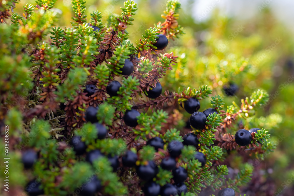 Ripe ripe berries of crowberry close-up. Natural background of forest wild uncultivated black empetrum nigrum in Karelia Ripe ripe berries of crowberry close-up. Natural background of forest wild uncultivated black empetrum nigrum in Karelia